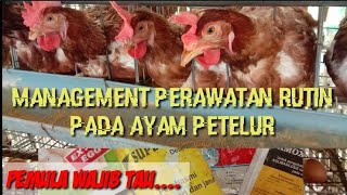 Cara merawat ayam petelur