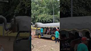 Kereta gajah sudah ditunggu