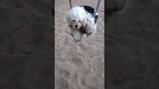 Puppy Swinging in a Baby Swing (So cute, MUST WATCH