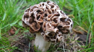 Morel Mushroom Transplant for Mothers Day