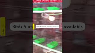 Karachi Saddar Bird Market 《A Market Seems A Little Zoo 》《 @aanch News & Analysis 》