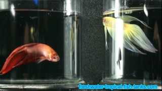 Tropical Fish - Betta splendens - SIamese Fighting Fish