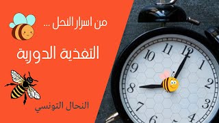 تقويةالنحل بطرق جديدة  في فصل الشتاء( التغذية الدورية )!!!🐝🐝🕑⏰