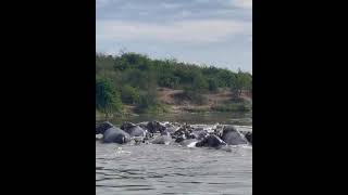 wildlife uganda#book now a trip+256775927484 www.happyugandasafaris.com..info@happyugandasafaris.com