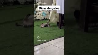 #viralvideo#gatos #adoteumgato#cat #adote#pets #adoteumgatinho #adotaretudodebom #catlover#catolicos