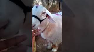 Banndur sheep H cross market #shorts