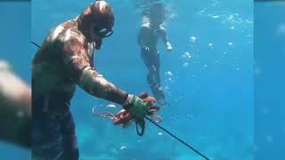 Under Water Lobster Octopus Fish Hunting Video Animal Theater