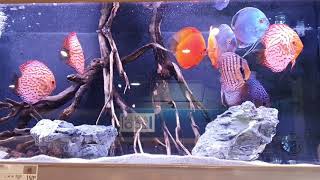 Most Beautiful Discus Fish in the World,die schönste Farbe von Diskus