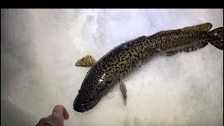 Ice fishing in the dark for cusk burbotChamberlain lake Maine