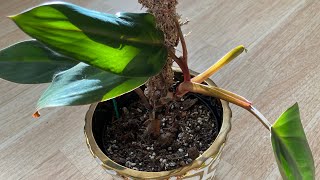 Strawberry shake philodendron - reverted *update