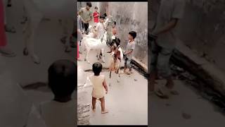 bakra #shorts #viral #goat #bakra #bakridmubarak #bakridspecial