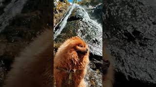 cute dog enjoying waterfall video