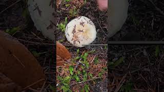 Packwood Mushroom Picking  11/3~4/2024