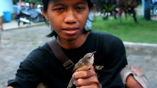 SUARA BURUNG - Ciblek Bajak Laut Dipegang Tangan Masih Nembak Ngebren