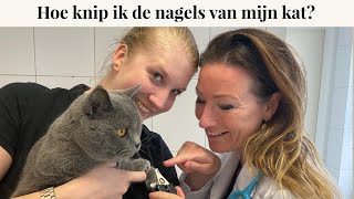 Hoe knip ik de nagels bij mijn kat? | Instructievideo