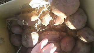 Asian Sweet Potato Final Harvest 2-13-24 | Please See Description for more information | Thanks!