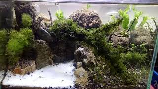 Aquascape #6