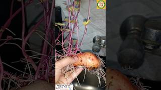 आज काही तरी वेगळे #shorts #plants #youtubeshorts