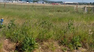 Red arrows take off from Exeter airport for the Torbay airshow