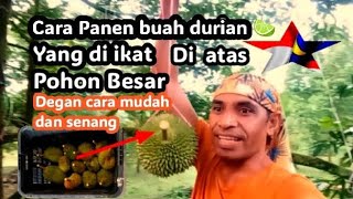 Panen Buah Durian Yang Di Ikat Di Atas Pohon Besar dengan mudah dan senang.