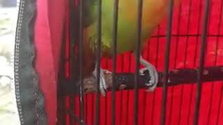 Ciri ciri love bird figther siap gantang