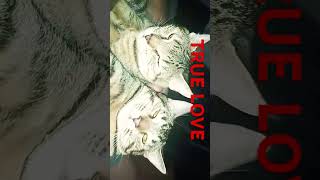 Kitty love 😽😘 🐈 #shortsvideo #shorts #fyp #viralvideo #cat #kitty #famousshorts #musicgenre #love