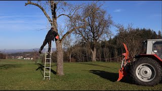 kranker Baum muss weg