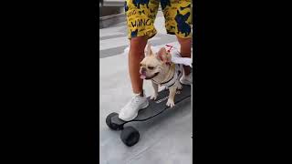 Skatingboard Dog Funny Dog video