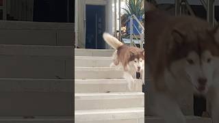 El salto de Sir Connor #Connor #malamute #sirconnor