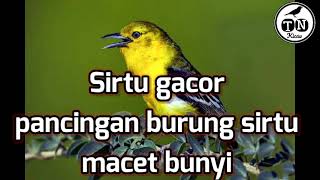 Suara Sirtu cipoh cipow gacor pancingan burung sirtu macet bunyi