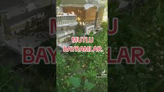 iyi bayramlar #arı #aricilik #aries #arıcılık #beekeeping #bal