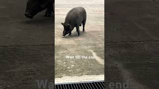 Surprise Pig at Thailand Temple