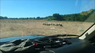 The sheepdog puppies are growing up