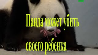 ПАНДА - ужасная мать [мирживотных животные animalworld] #шортс #shorts