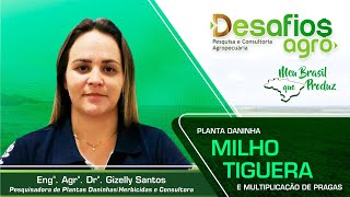 Planta daninha MILHO TIGUERA e multiplicação de pragas