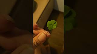 Dapet lagi minggu ini semoga beruntung amin #shorts #4leafclover