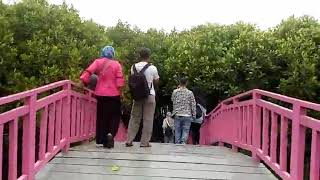 Senang sekali !! Saatnya masuk ke Wisata Hutan mangrove. Wisata Mangrove Pandansari Brebes Part 6