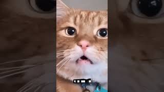 #baby #babiesandcats #babies  #catsfacebook #catsoftiktok #cats #FunnyCats #viralvideoシ #funny