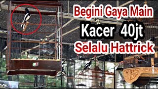 Kacer Gacor Roll Speed Rapat Selalu  Koncer di Lapangan