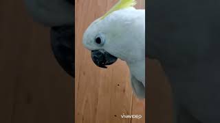 Smart and lovely little budgies #part-1