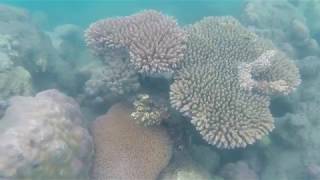 Under the water at Low Isles - Snorkelling