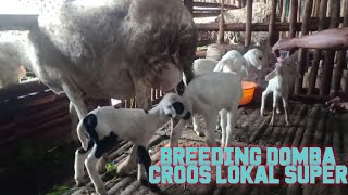 HASIL BREEDING DOMBA GIBAS