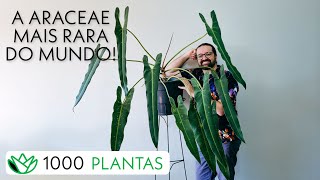 Philodendron spiritus-sancti - SS - 2 de 1000 PLANTAS - como cultivar