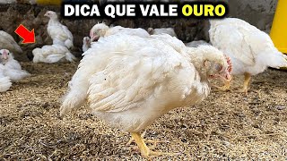 COMO EVITAR DOENÇAS NAS SUAS GALINHAS + Dicas para não errar na criação de Aves!