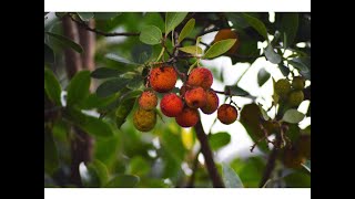 MADROÑO (Arbutus unedo)