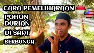 CARA PEMELIHARAAN POHON DURIAN DI SAAT BERBUNGA,!?.