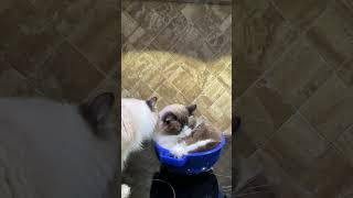 Cat Grooming in My Colander #short #shorts #cat #cute #funnycats #catlover #funnyanimals