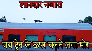 Beautifull Seen | Peacock Started Walking on Top of the Train | जब ट्रेन के ऊपर चलने लगा मोर |