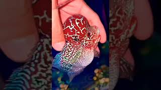 MONSTER KOK FLOWERHORN#shorts #flowerhorn #feeding