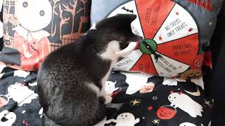 cat vs fortune telling pillow